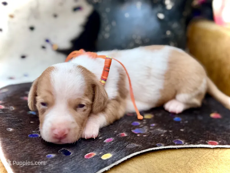 Wyatt  – Miniature Dachshund puppy for sale in Visalia, CA