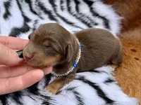Frodo *Long Haired* , a male Miniature Dachshund for sale in Visalia, CA – 2 of 3
