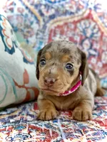 Carly , a female Miniature Dachshund for sale in Visalia, CA – 4 of 4