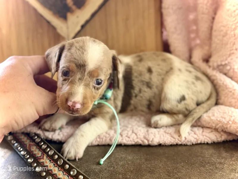 Snoodles *Blue eyes!* – Miniature Dachshund puppy for sale in Visalia, CA