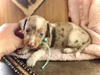 Snoodles *Blue eyes!*, a male Miniature Dachshund for sale in Visalia, CA – 1 of 9