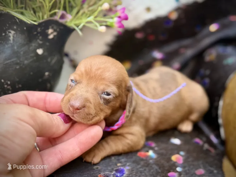 Summer *Tiny* – Miniature Dachshund puppy for sale in Visalia, CA