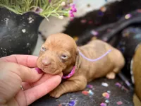 Summer *Tiny*, a female Miniature Dachshund for sale in Visalia, CA – 1 of 8