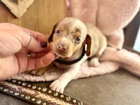 Chip *Tiny & Blue Eyes!*, a male Miniature Dachshund for sale in Visalia, CA – 2 of 7