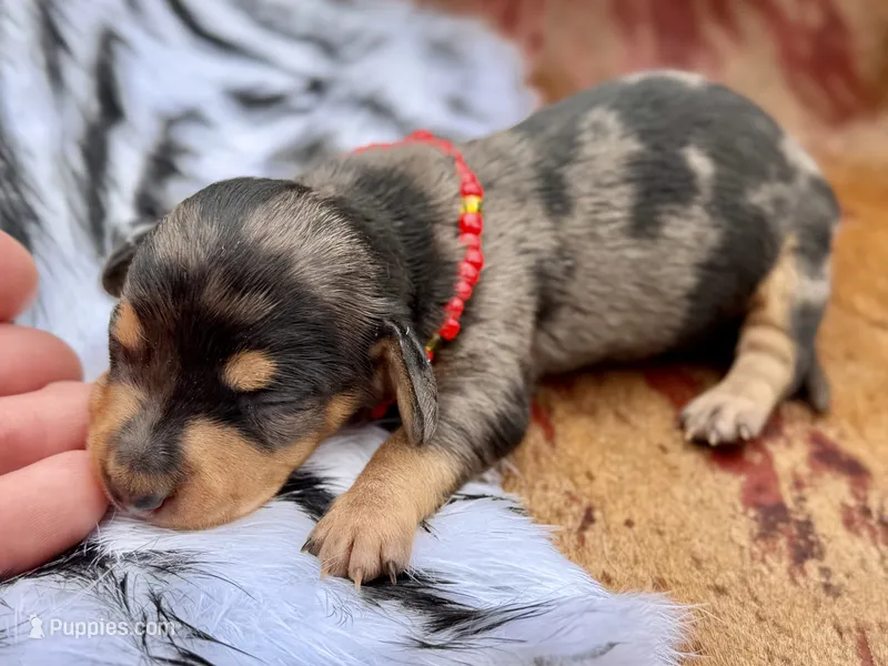 Kirk – Miniature Dachshund puppy for sale in Visalia, CA