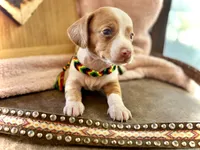 Wyatt , a male Miniature Dachshund for sale in Visalia, CA – 5 of 7