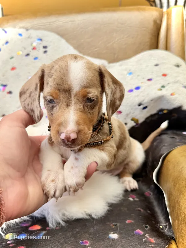 Snoodles *Blue eyes!* – Miniature Dachshund puppy for sale in Visalia, CA
