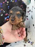 Parker *Long Haired* , a male Miniature Dachshund for sale in Visalia, CA – 5 of 7