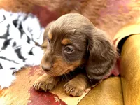 Tripp *Long Haired!*, a male Miniature Dachshund for sale in Visalia, CA – 5 of 7