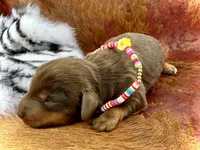 Lia *Long Haired*, a female Miniature Dachshund for sale in Visalia, CA – 2 of 4