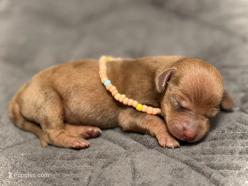 Summer  – Miniature Dachshund puppy for sale in Visalia, CA