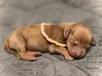 Summer , a female Miniature Dachshund for sale in Visalia, CA – 1 of 3