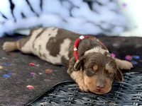 Trucky, a male Miniature Dachshund for sale in Visalia, CA – 2 of 4