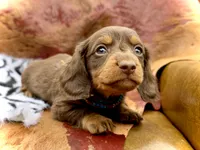 Tripp *Long Haired!*, a male Miniature Dachshund for sale in Visalia, CA – 4 of 7