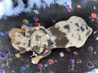Tilly *TINY*, a female Miniature Dachshund for sale in Visalia, CA – 6 of 6
