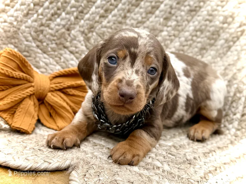 Spock  – Miniature Dachshund puppy on hold in Visalia, CA