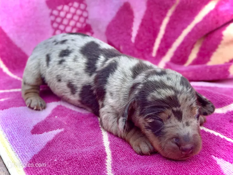 Spock  – Miniature Dachshund puppy for sale in Visalia, CA