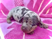 Spock , a male Miniature Dachshund for sale in Visalia, CA – Photo 5 of 5