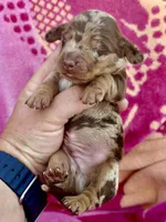 Spock , a male Miniature Dachshund for sale in Visalia, CA – Photo 2 of 5