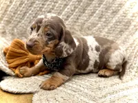 Spock , a male Miniature Dachshund for sale in Visalia, CA – 2 of 2