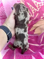 Spock , a male Miniature Dachshund for sale in Visalia, CA – Photo 4 of 5