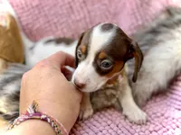 Dot *Tiny Girl!*, a female Miniature Dachshund for sale in Visalia, CA – 5 of 9