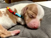 Wyatt , a male Miniature Dachshund for sale in Visalia, CA – 6 of 6