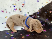 Turk , a male Miniature Dachshund for sale in Visalia, CA – 3 of 4