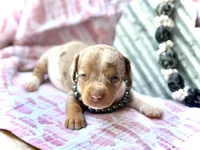 Chip *Tiny!*, a male Miniature Dachshund for sale in Visalia, CA – 2 of 6
