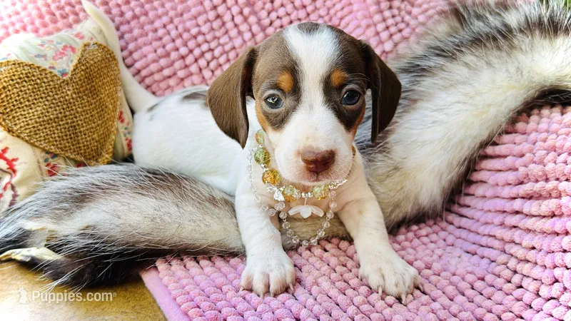 Dot *Tiny Girl!* – Miniature Dachshund puppy for sale in Visalia, CA