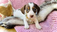 Dot *Tiny Girl!*, a female Miniature Dachshund for sale in Visalia, CA – 1 of 9
