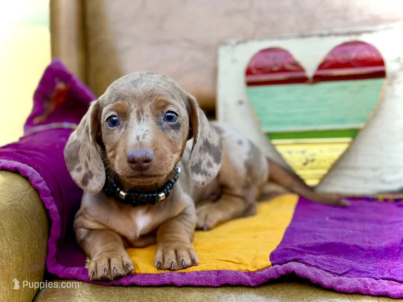 Squids  – Miniature Dachshund puppy for sale in Visalia, CA
