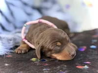 Raya , a female Miniature Dachshund for sale in Visalia, CA – 2 of 3
