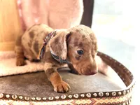 Dinkers , a male Miniature Dachshund for sale in Visalia, CA – 3 of 4