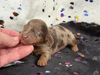 Pickles *Long Haired!*, a male Miniature Dachshund for sale in Visalia, CA – Photo 4 of 5