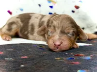 Pickles *Long Haired!*, a male Miniature Dachshund for sale in Visalia, CA – Photo 3 of 5