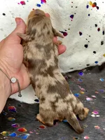 Pickles *Long Haired!*, a male Miniature Dachshund for sale in Visalia, CA – Photo 5 of 5