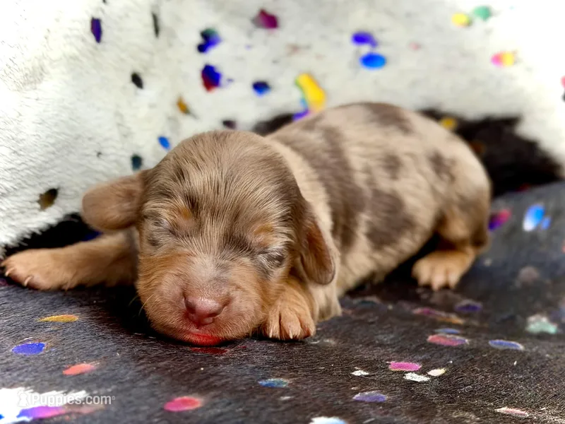 Pickles *Long Haired!* – Miniature Dachshund puppy for sale in Visalia, CA