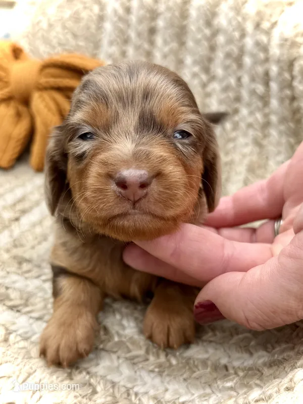 Pickles *Long Haired!* – Miniature Dachshund puppy for sale in Visalia, CA