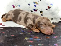 Pickles *Long Haired!*, a male Miniature Dachshund for sale in Visalia, CA – Photo 2 of 5