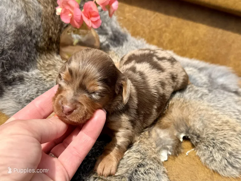 Pickles *Long Haired!* – Miniature Dachshund puppy for sale in Visalia, CA