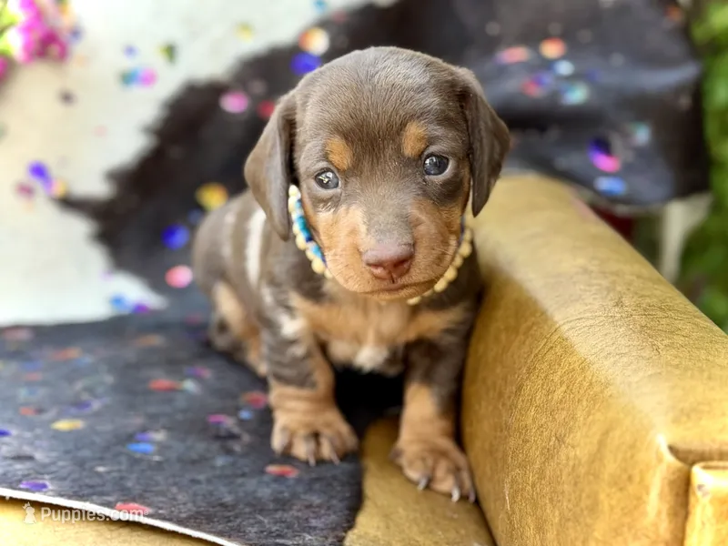 Douglas  – Miniature Dachshund puppy for sale in Visalia, CA