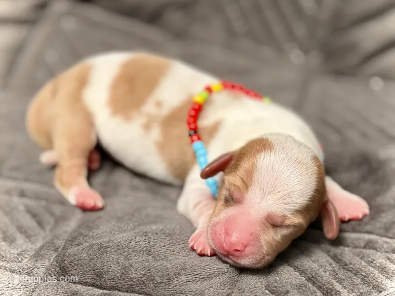 Wyatt  – Miniature Dachshund puppy for sale in Visalia, CA