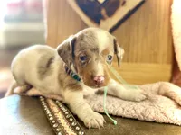 Snoodles *Blue eyes!*, a male Miniature Dachshund for sale in Visalia, CA – 3 of 9