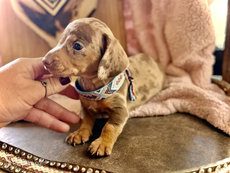 Dinkers  – Miniature Dachshund puppy on hold in Visalia, CA
