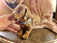 Dinkers , a male Miniature Dachshund for sale in Visalia, CA – 1 of 4