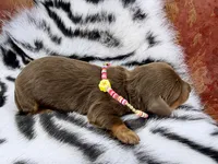 Lia *Long Haired*, a female Miniature Dachshund for sale in Visalia, CA – 3 of 4