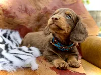 Tripp *Long Haired!*, a male Miniature Dachshund for sale in Visalia, CA – 2 of 7
