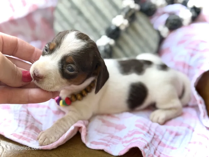 Dot  – Miniature Dachshund puppy for sale in Visalia, CA