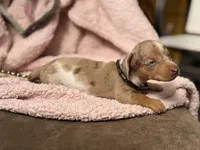 Chip *Tiny & Blue Eyes!*, a male Miniature Dachshund for sale in Visalia, CA – 5 of 7